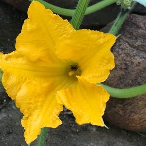 Meet your Posher, Patricia